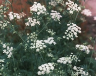 Anason Süt Yapar mı?